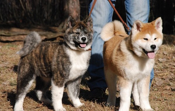 Акита-ину-собака-Описание-особенности-виды-уход-содержание-и-цена-породы-акита-ину-15