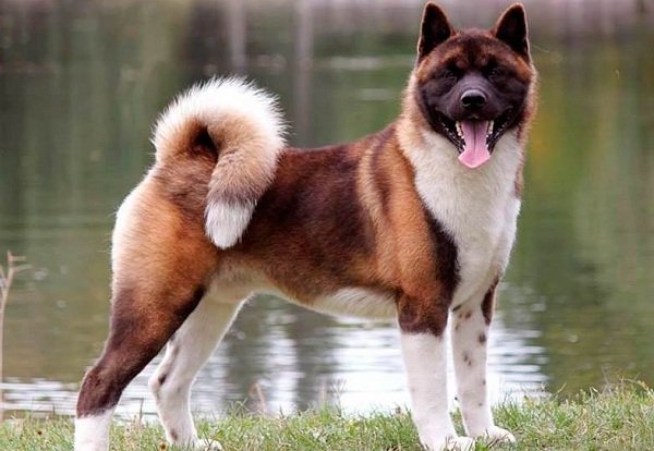 Акита-ину-собака-Описание-особенности-виды-уход-содержание-и-цена-породы-акита-ину-16-1