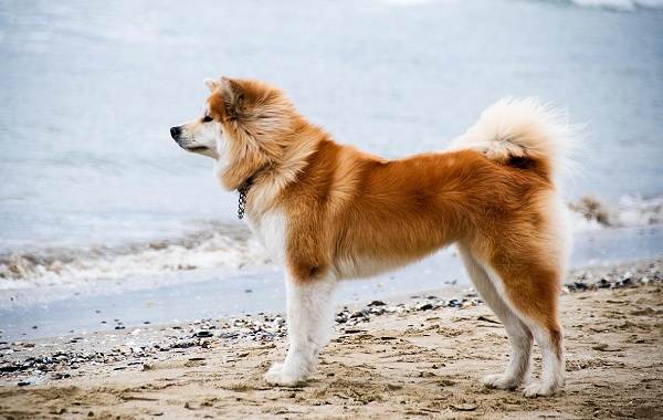 Акита-ину-собака-Описание-особенности-виды-уход-содержание-и-цена-породы-акита-ину-2
