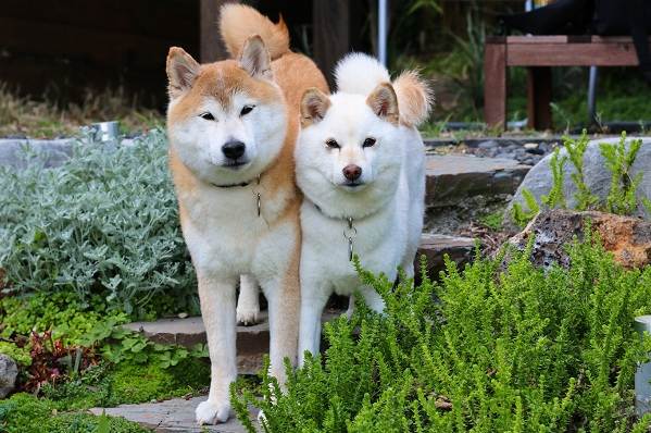 Акита-ину-собака-Описание-особенности-виды-уход-содержание-и-цена-породы-акита-ину-3