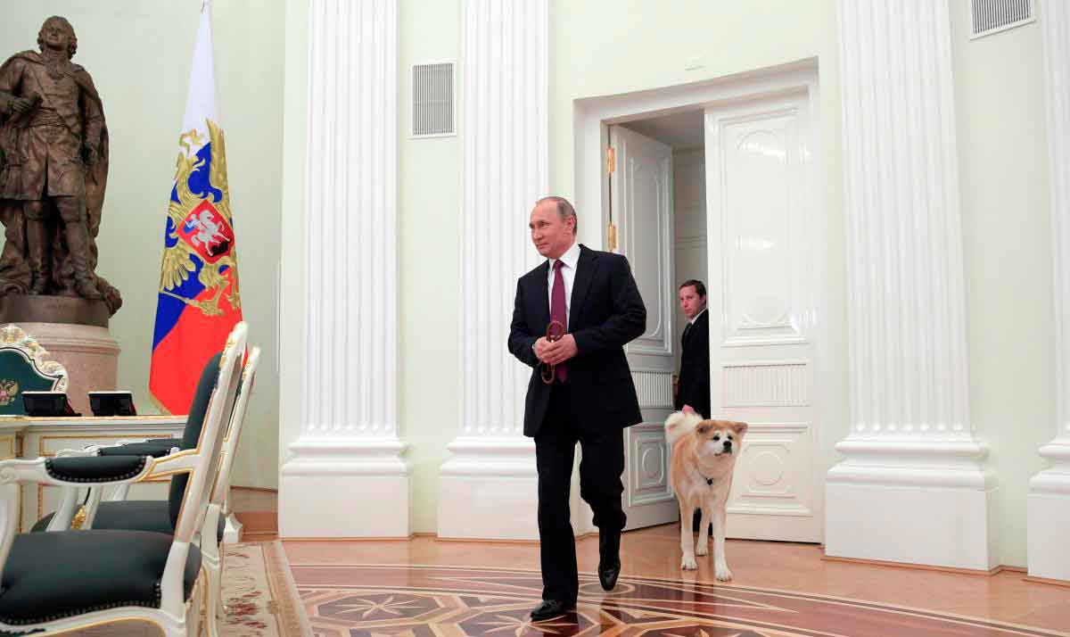 Собака Путина акита-ину