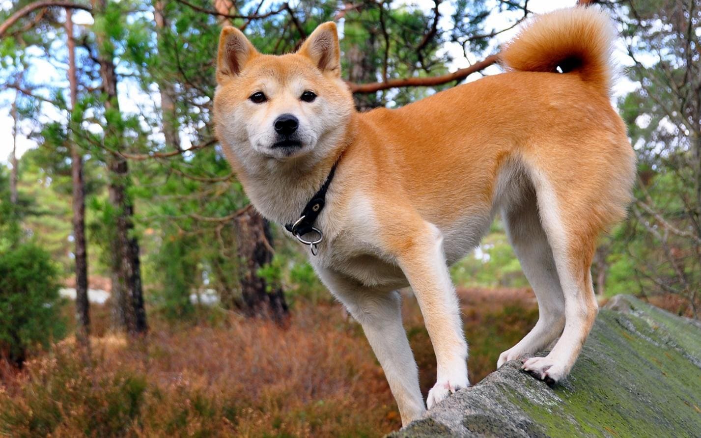 Японская порода собак