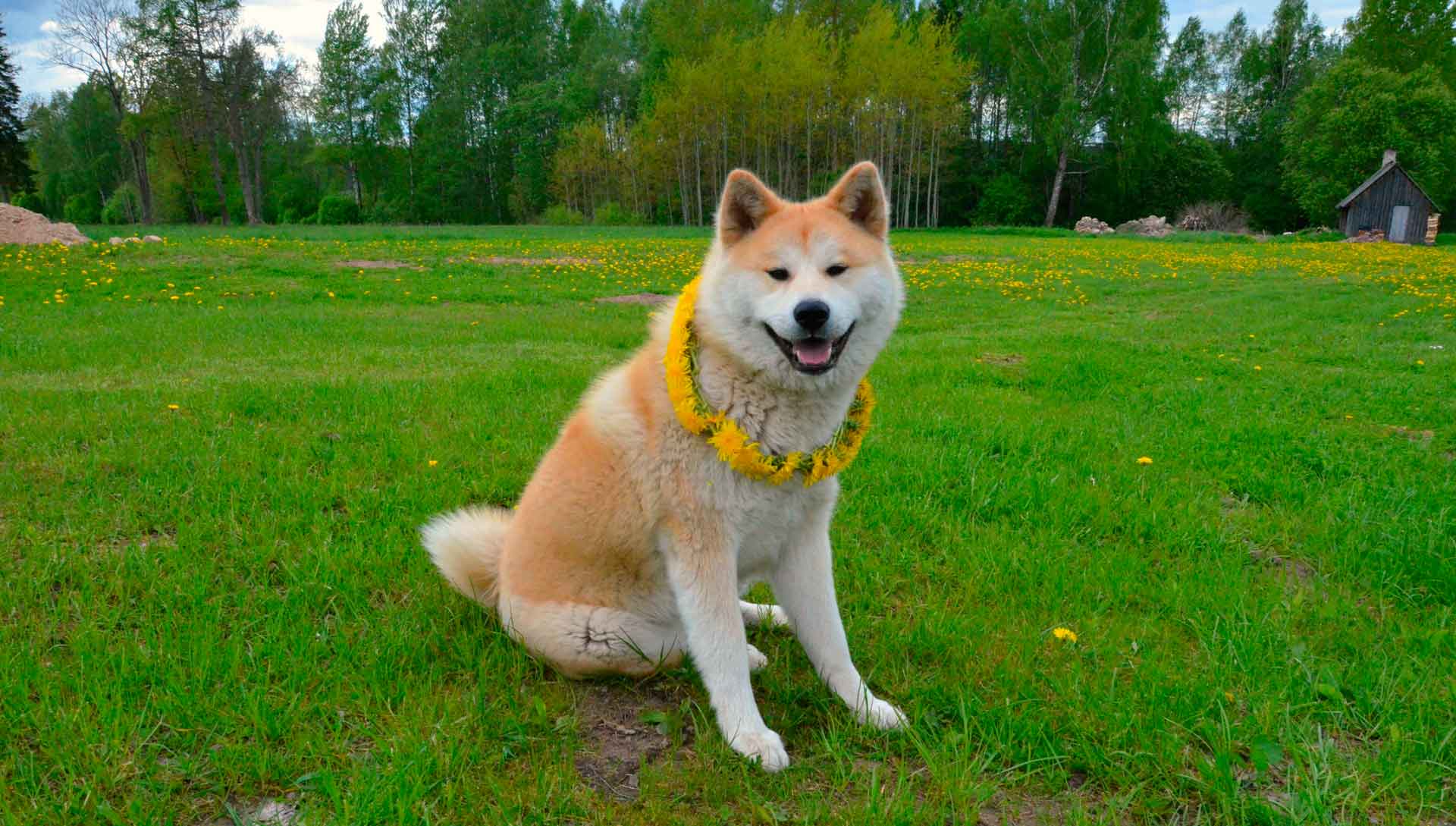 Японская акита-ину - удивительная собака