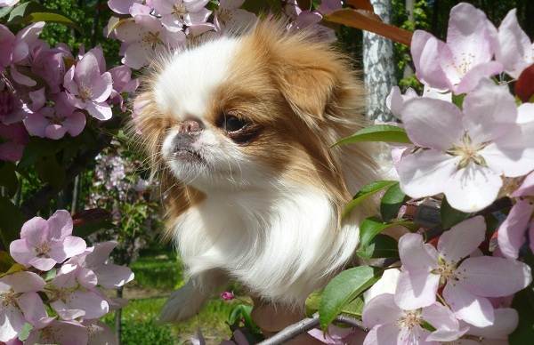 Японский-хин-собака-Описание-особенности-виды-уход-и-цена-породы-4